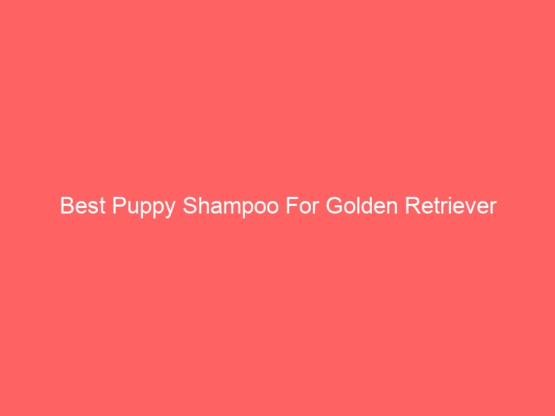 Read more about the article Best Puppy Shampoo For Golden Retriever